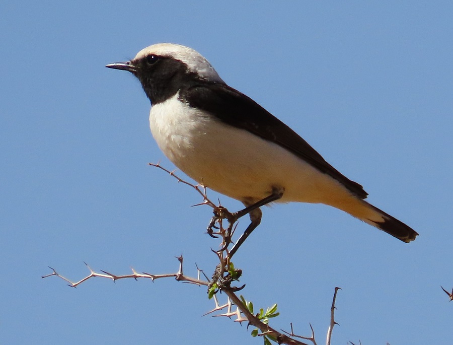 Maghreb Wheatear. Photo © Gina Nichol.