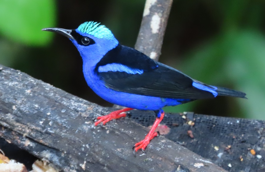 Red-legged Honeycreeper. Photo © Gina Nichol. 