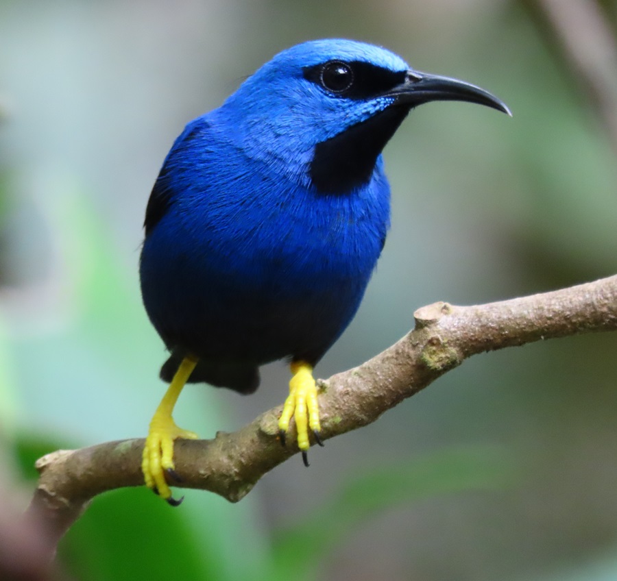 Shining Honeycreeper. Photo © Gina Nichol.