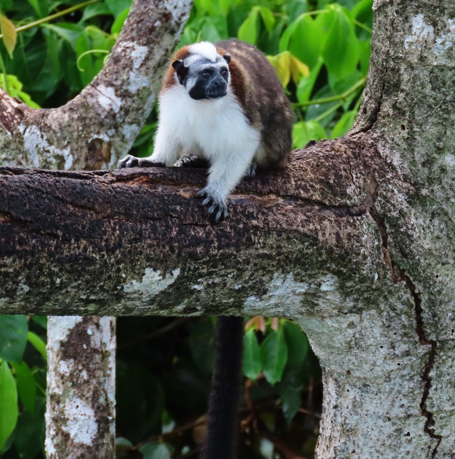 Geoffroy's Tamarin © Gina Nichol