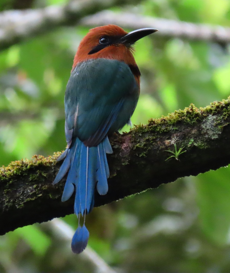 Broad-billed Motmot © Gina Nichol