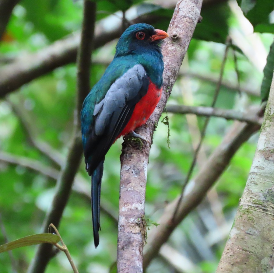 Slaty-tailed Trogon © Gina Nichol