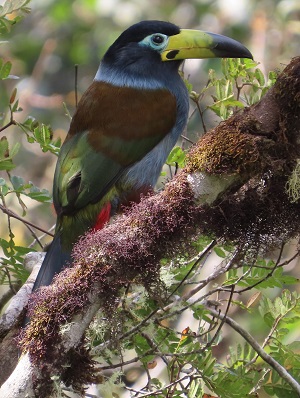 Hooded Mountain Toucan, Bolivia 2024