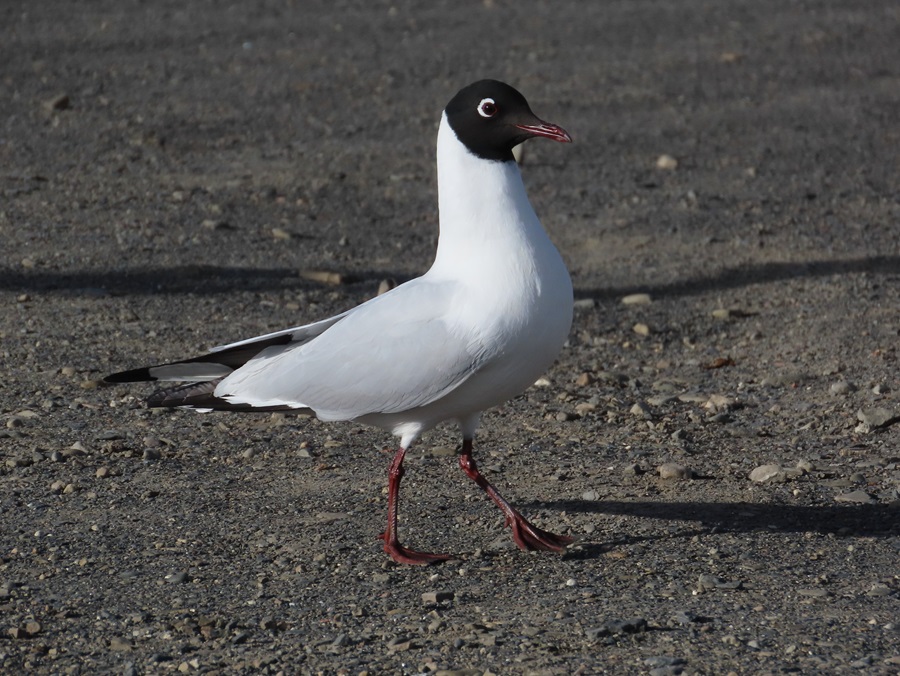 Andean Gull, Bolivia. Photo © Gina Nichol 