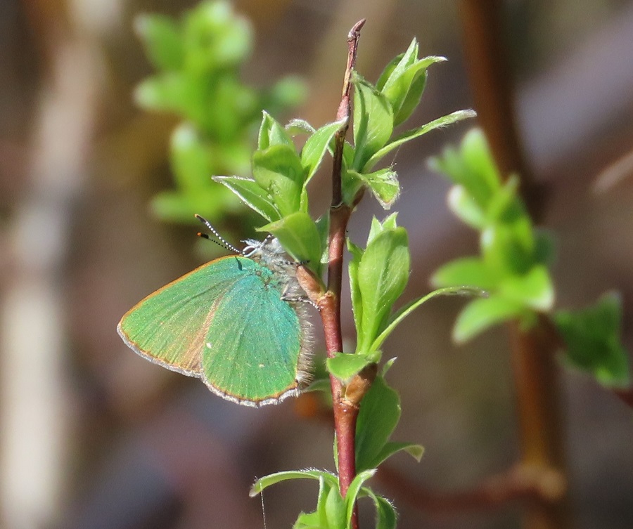 Green Hairstreak Photo © Gina Nichol. 