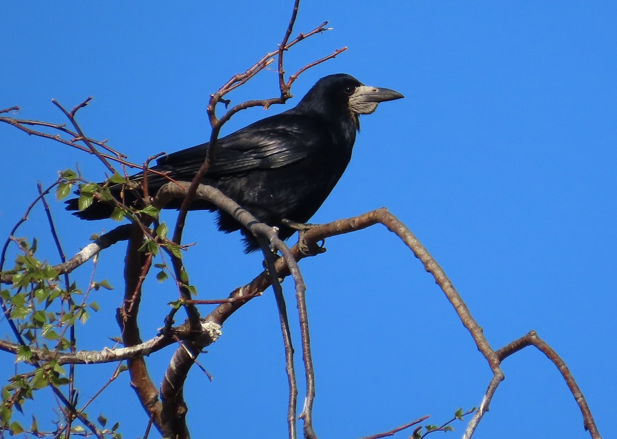 Rook. Photo © Gina Nichol. 