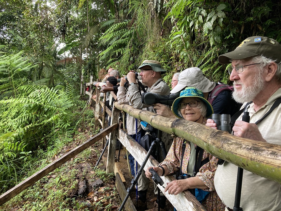 Watching for St. Lucia Parrot. © Gina Nichol