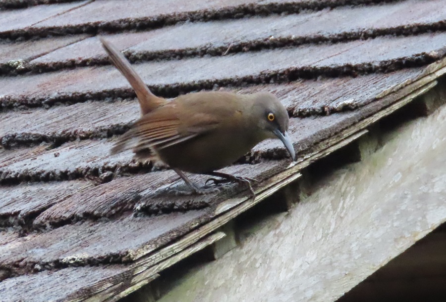 Brown Trembler, Guadaloupe © Gina Nichol