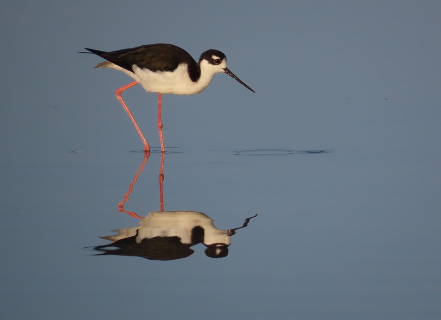 Black-winged Stilt, Antigua. Photo © Gina Nichol.