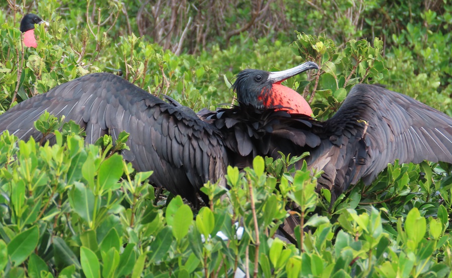 Magnificent Frigatebird displaying, Barbuda © Gina Nichol