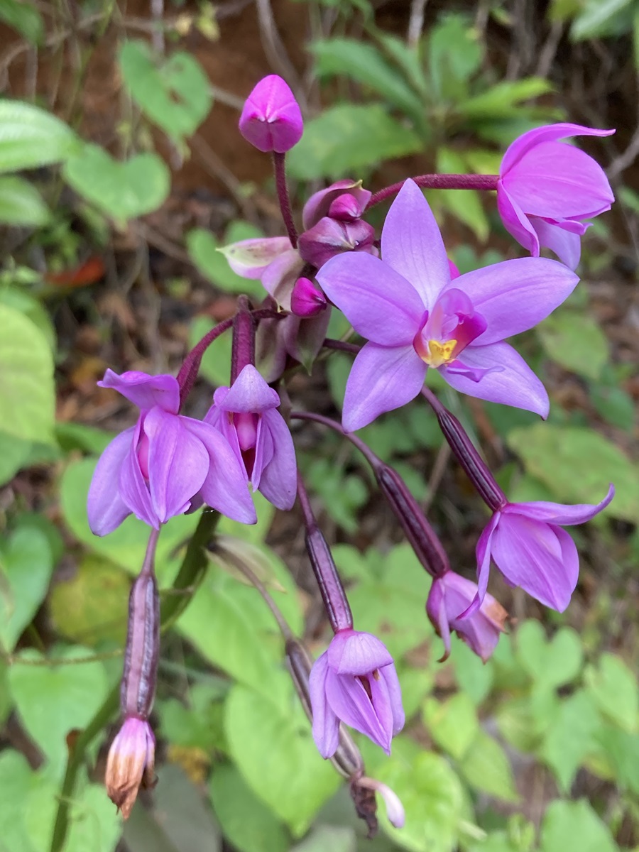 Orchid, Dominica © Gina Nichol