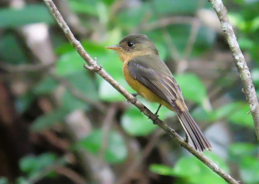 St. Lucia Pewee © Gina Nichol