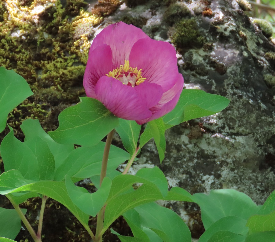 Balkan Peony. Photo © Gina Nichol. 