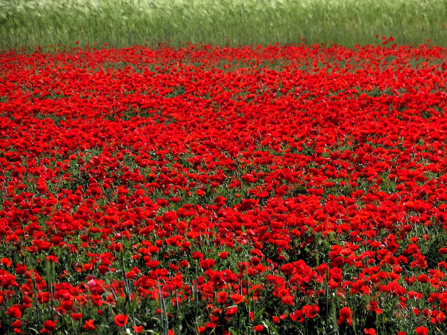 Poppies! Photo © Gina Nichol.