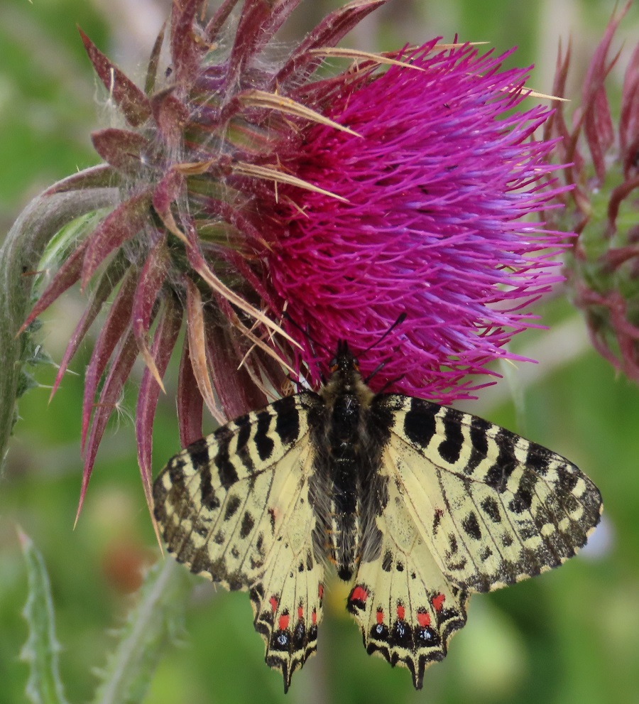 Eastern Festoon on thistle. Photo © Gina Nichol.