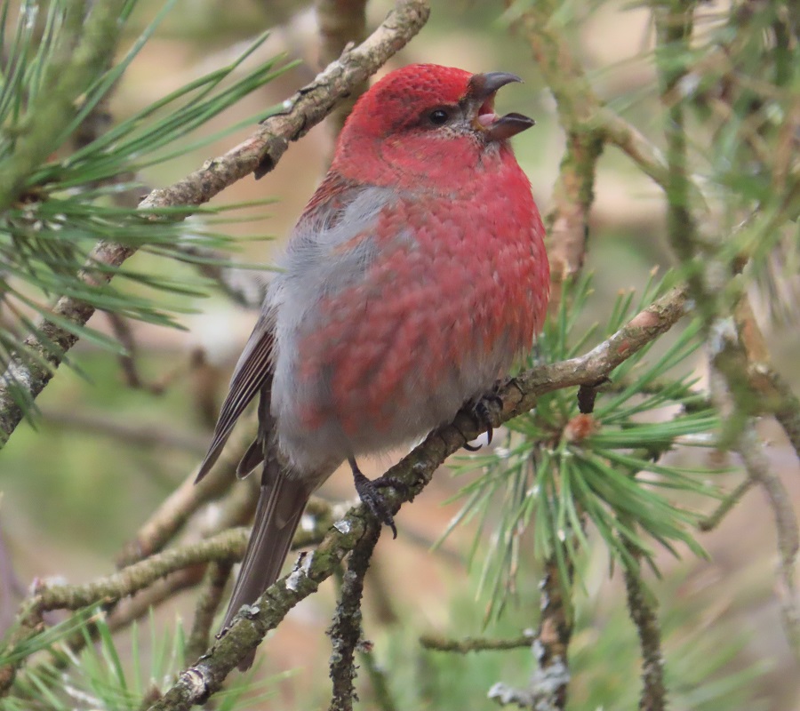 Pine Grosbeak. Photo © Gina Nichol.