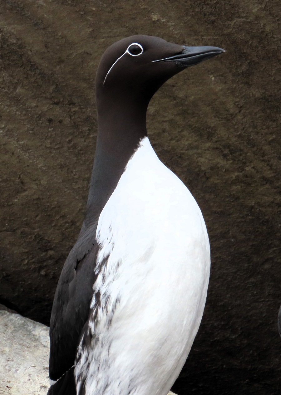 Bridled form of Common Guillemot (Murre). Photo © Gina Nichol.