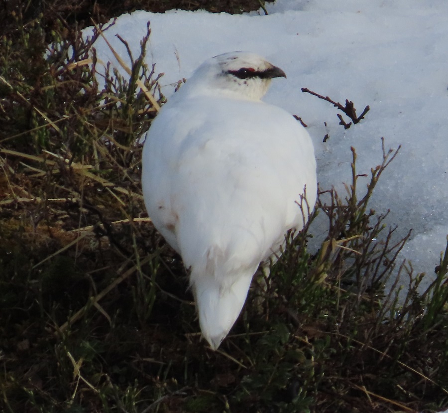 Rock Ptarmigan. Photo © Gina Nichol.