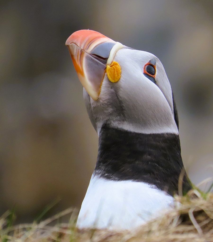 Atlantic Puffin. Photo © Gina Nichol.