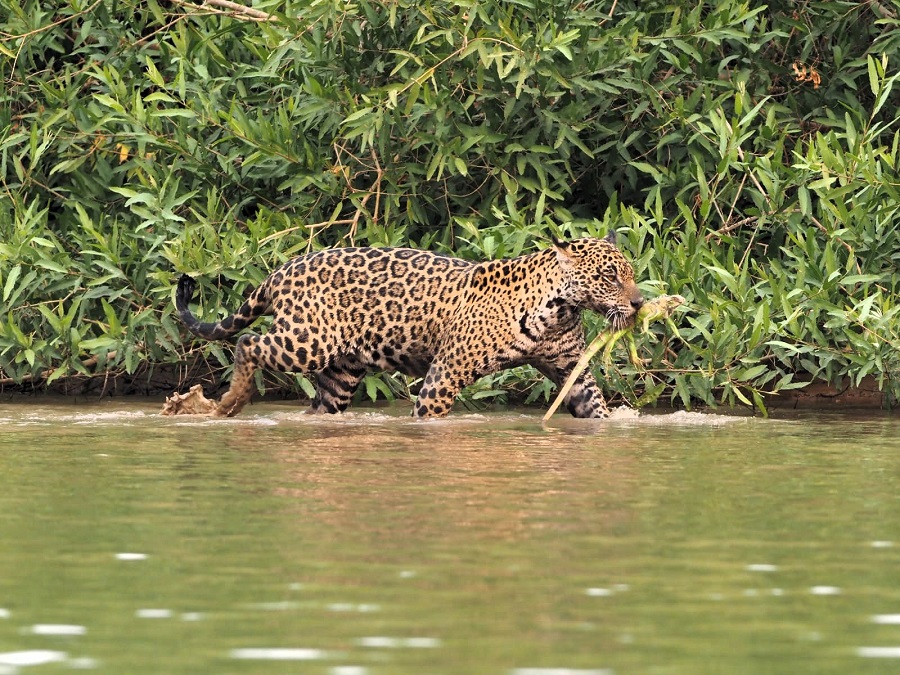 Jaguar by Eduardo Patrial