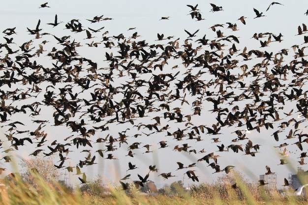 Glossy Ibis, Ebro Delta by Frank Gallo