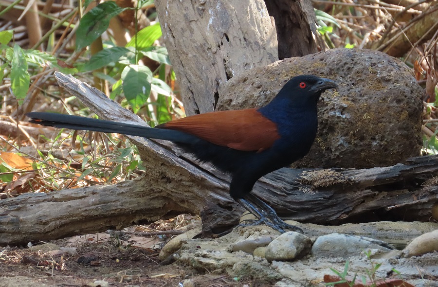 Greater Coucal © Gina Nichol.