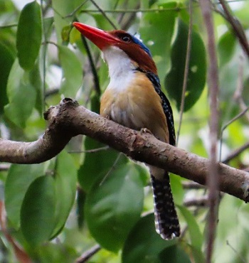 Banded Kingfisher by Gina Nichol.