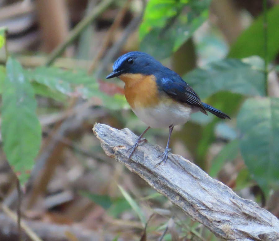 Indochinese Blue Flycatcher © Gina Nichol