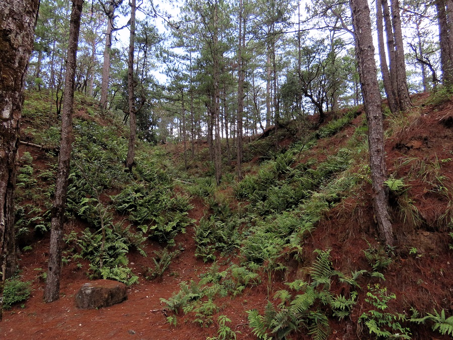 Pine Forest, Dalat © Gina Nichol