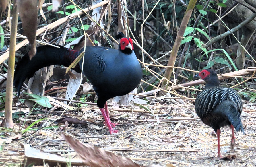 Siamese Firebacks © Gina Nichol