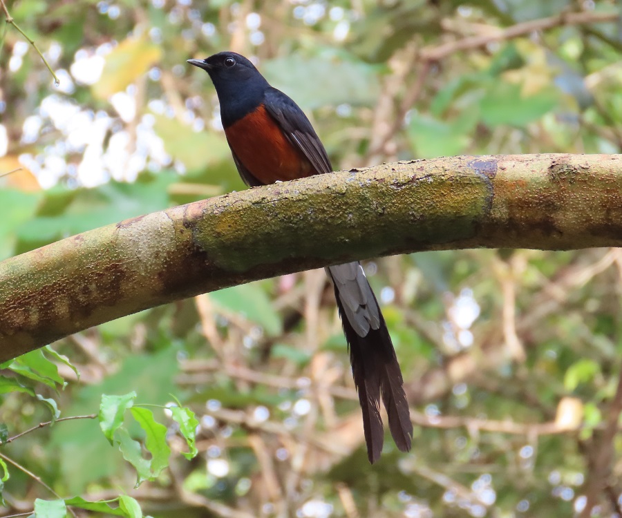 White-rumped Shama © Gina Nichol