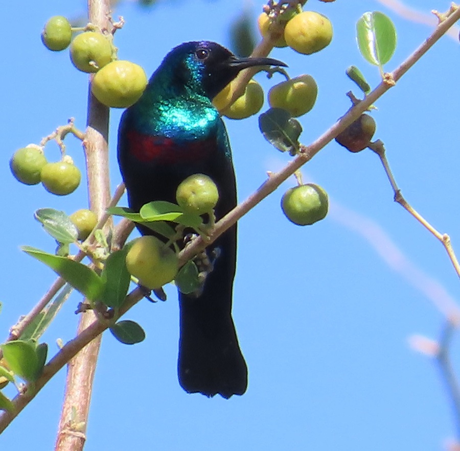 Arabian Sunbird, Oman. Photo © Gina Nichol 