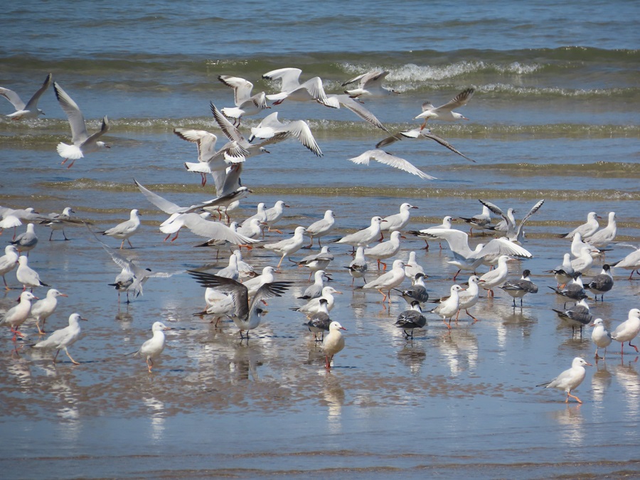 Gulls & terns on the beach, Muscat, Oman, Photo © Gina Nichol 