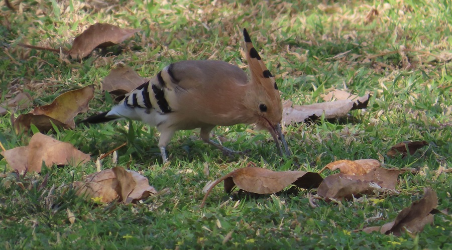 Hoopoe, Oman. Photo © Gina Nichol 