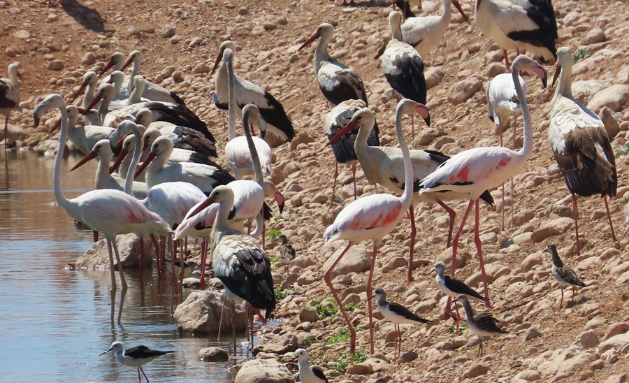 Greater Flamingos, White Storks, and more, Oman. Photo © Gina Nichol 