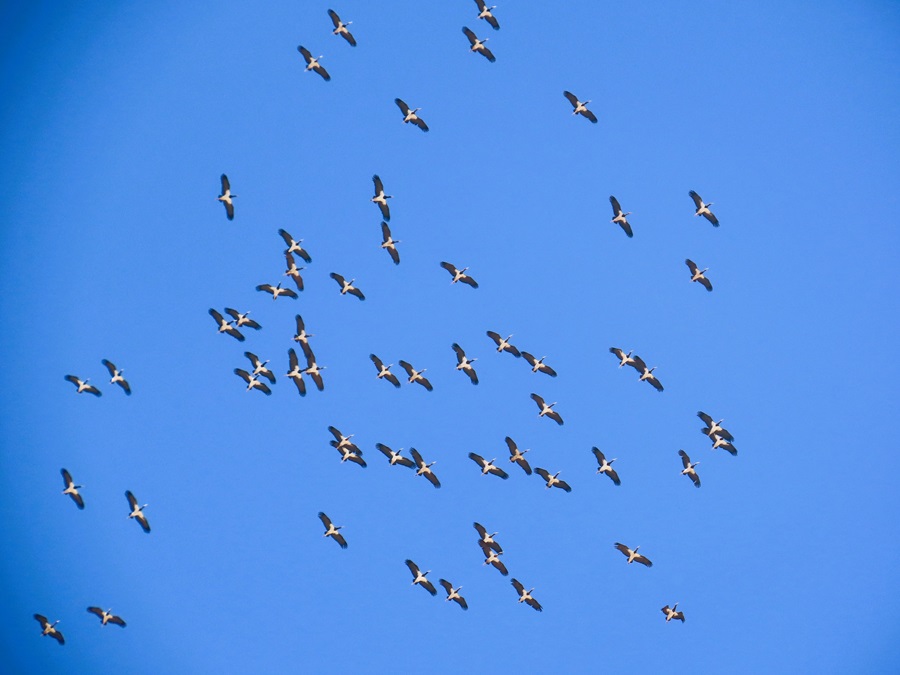 Abdim's Storks, Oman. Video © Gina Nichol 