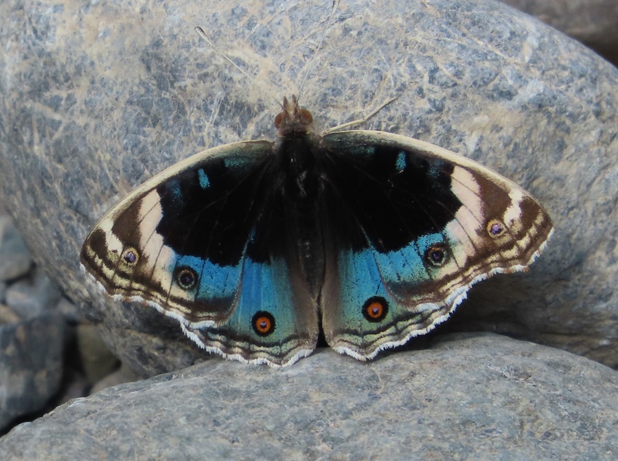 Blue Pansy butterfly, Oman. Photo © Gina Nichol 