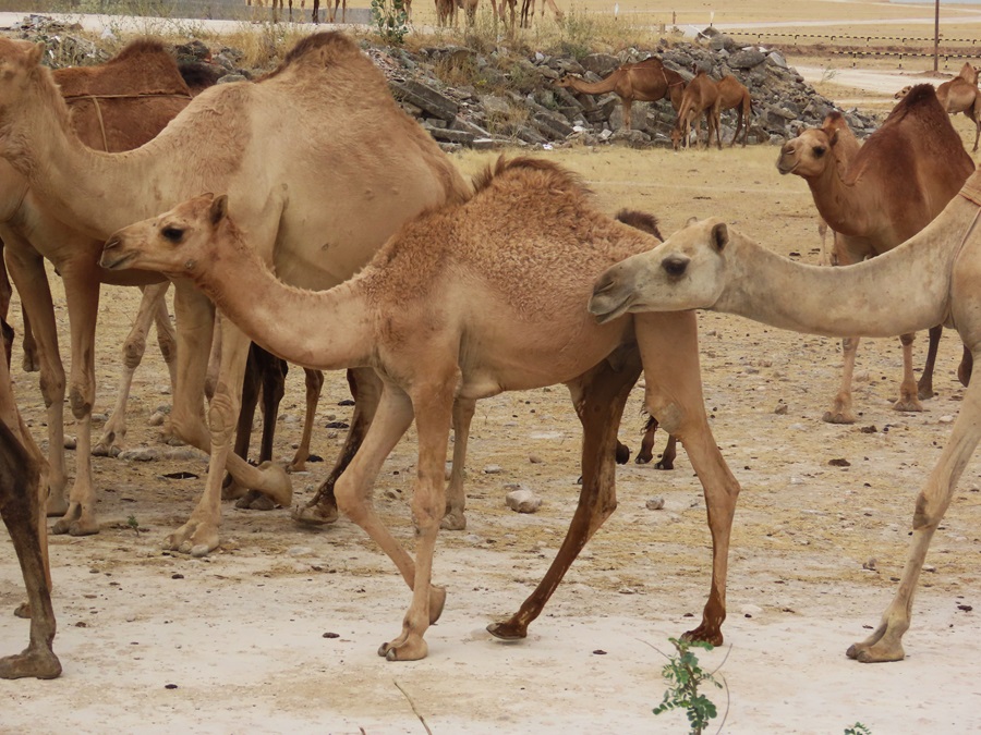 Dromedary Camels, Oman. Photo © Gina Nichol 