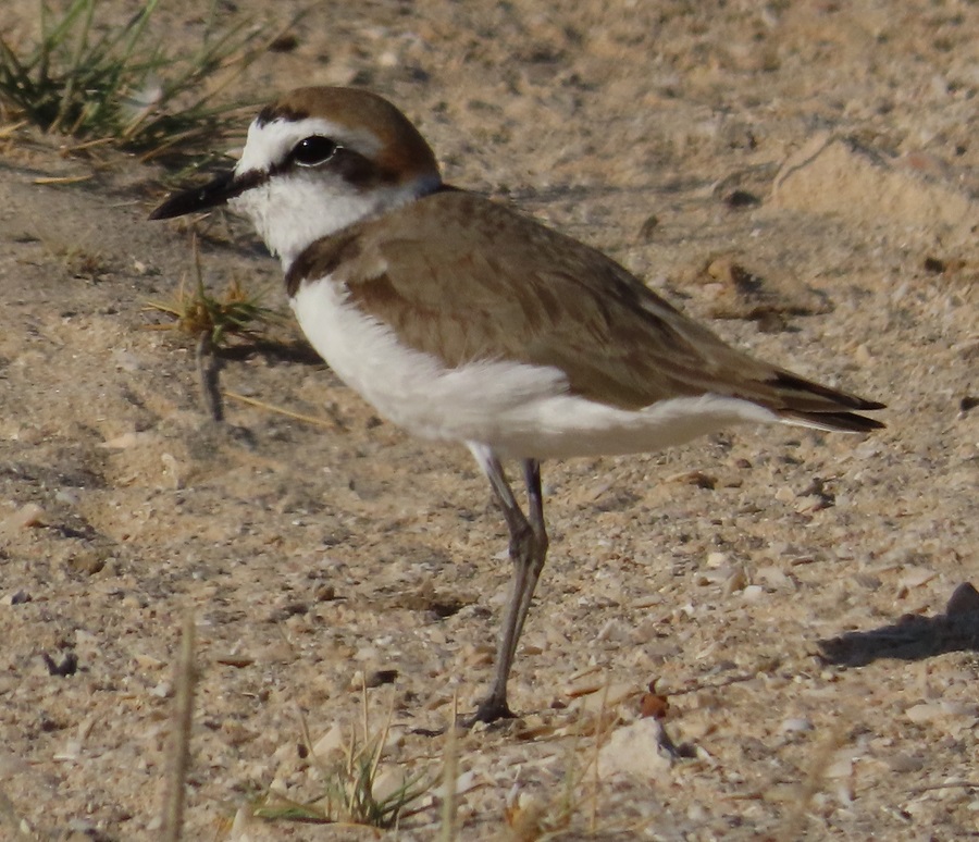 Kentish Plover, Oman. Photo © Gina Nichol 