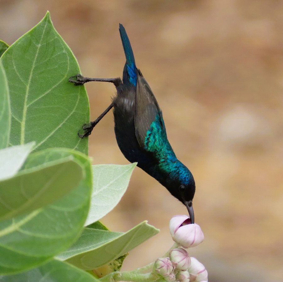 Palestine Sunbird, Oman. Photo © Gina Nichol 