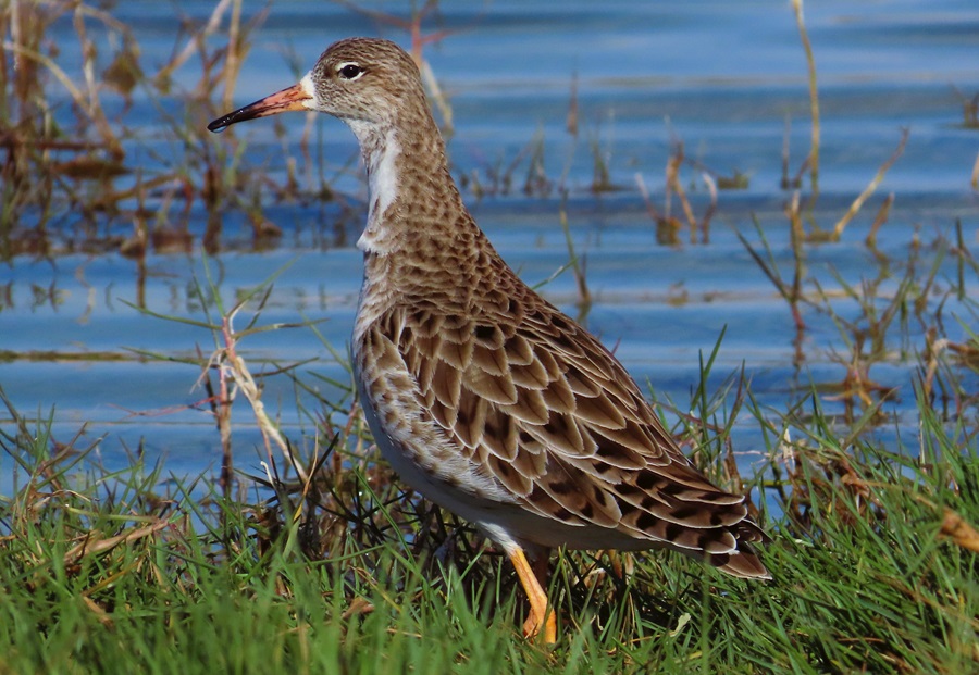 Ruff, Oman. Photo © Gina Nichol