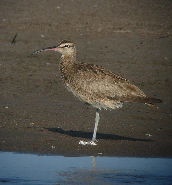 Whimbrel