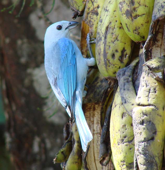 BlueGrayTanager