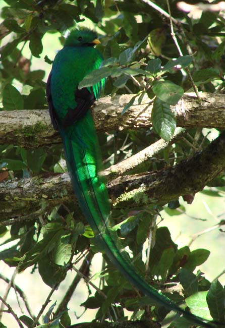 Quetzal