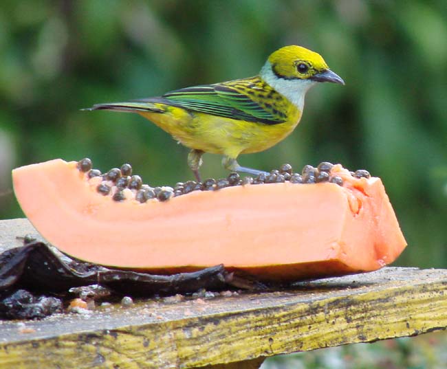 SilverthroatedTanager