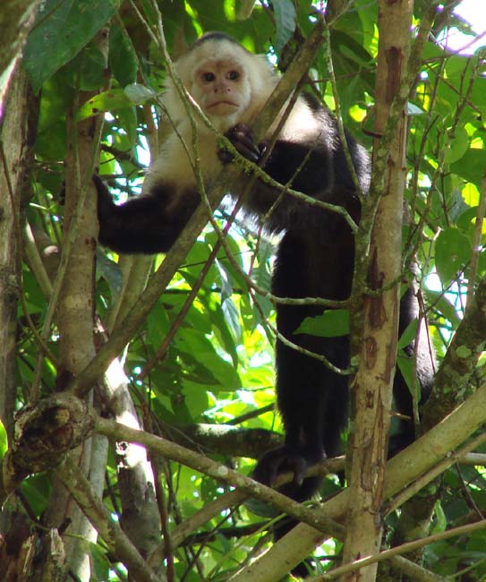 WhitefacedCapuchin