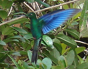 Great Sapphirewing. Ecuador. Photo by Steve Bird.