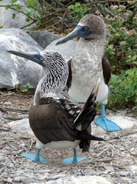 Blue-footed Boobies