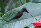 Sword-billed Hummingbird