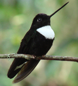 Collared Inca